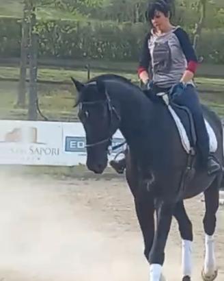 Cavallo in fida