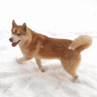 Siberian Husky per monta