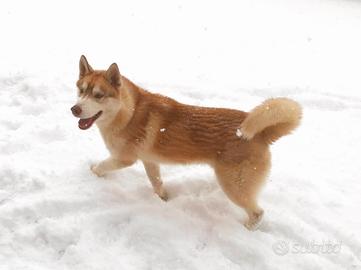 Siberian Husky per monta