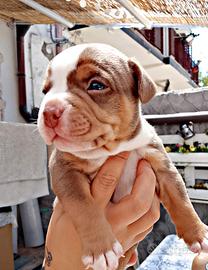 Cucciolo american bully pocket