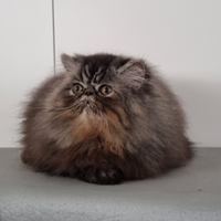 Cucciolo di persiani ad alta genealogia