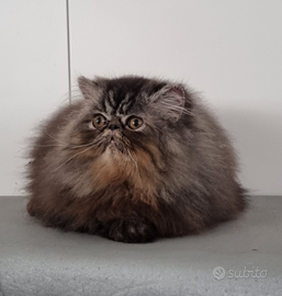 Cucciolo di persiani ad alta genealogia