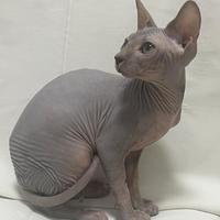 Gattina femminuccia di Canadian Sphynx