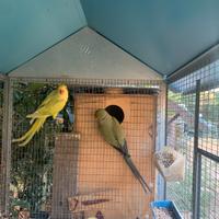 Parrocchetti dal collare greygreen x pallid green