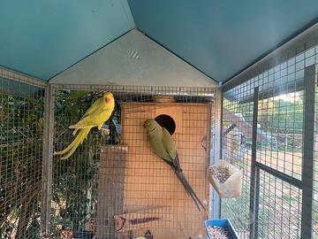 Parrocchetti dal collare greygreen x pallid green