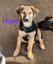 Cucciola in adozione