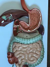 Decorazione parete apparato digerente