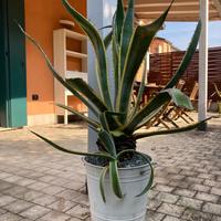 Agave variegata oltre un metro