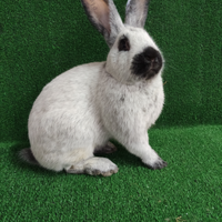 Fulva di borgogna argentata di champagne