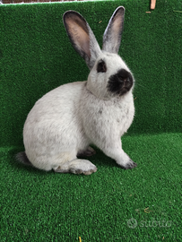 Fulva di borgogna argentata di champagne