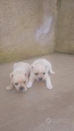 Cuccioli di pinscher toy originali