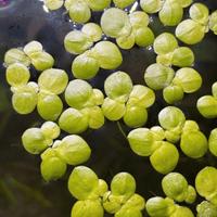 Pianta Acquatica Galleggiante Tropicale Spirodela