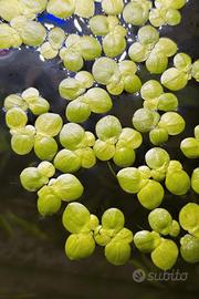 Pianta Acquatica Galleggiante Tropicale Spirodela