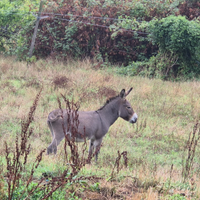 Pony asini asinelle asine