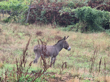 Pony asini asinelle asine