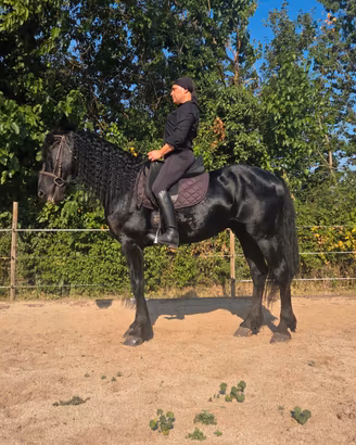 Castrone murgese di 6 anni