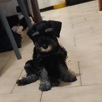 Schnauzer nano nero argento