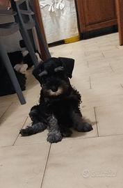 Schnauzer nano nero argento
