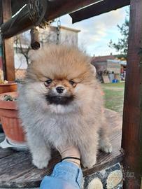 Animali