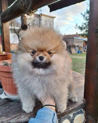 Animali