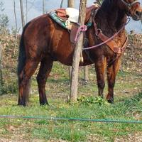 Cavallo