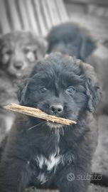 Cuccioli di Cane da Pastor della Sila
