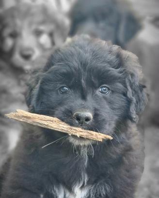 Cuccioli di Cane da Pastor della Sila