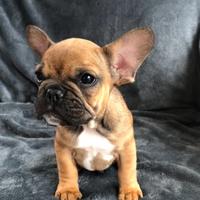 Cucciolo di bulldog francese maschio