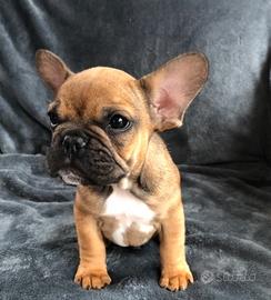 Cucciolo di bulldog francese maschio