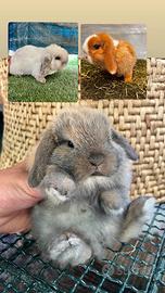 Cucciolo minilop puro