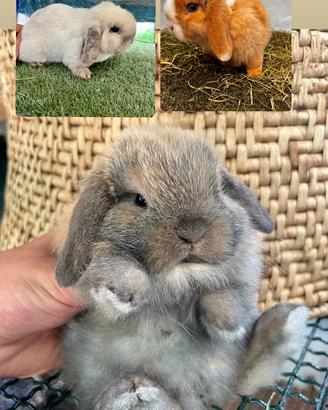 Cucciolo minilop puro