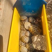 Baby testudo hermanni e marginata