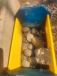 Baby testudo hermanni e marginata