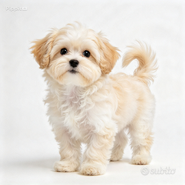 maltipoo cuccioli