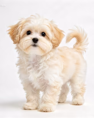 maltipoo cuccioli