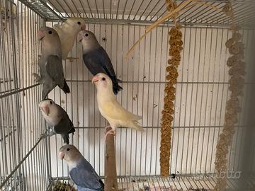 Cocorite, calopsite, inseparabili