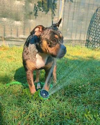cucciola american bully pocket 
