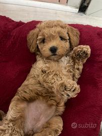 Maltipoo