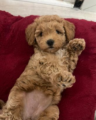 Maltipoo