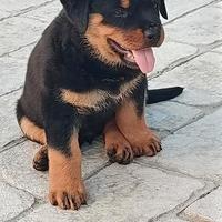 Cucciolo Rottweiler Maschio Due Mesi
