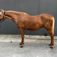 Quarter stallone 2 anni