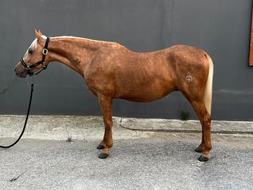 Quarter stallone 2 anni