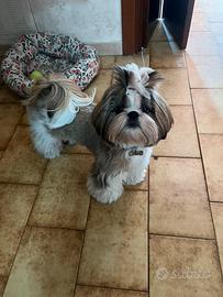 Shih Tzu disponibile x monta