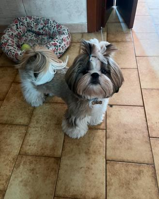 Shih Tzu disponibile x monta