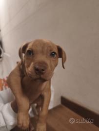 American Pitbull terrier UKC