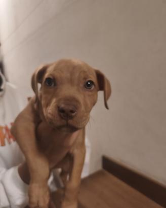 American Pitbull terrier UKC