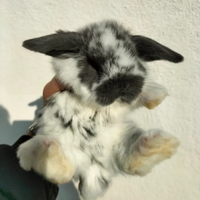 Conigli ariete nano mini