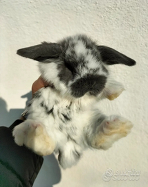 Conigli ariete nano mini