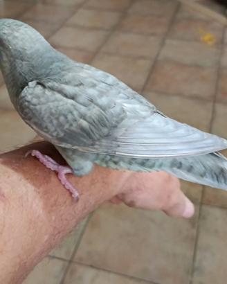 Parrocchetti Barrati allevati a mano