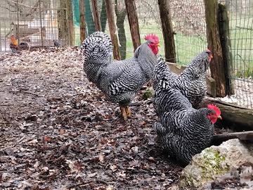 Galline amrock